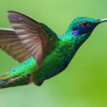 Por que o colibri é o símbolo do corretor de imóveis