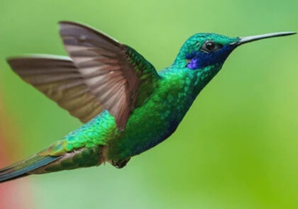 Por que o colibri é o símbolo do corretor de imóveis