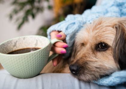Os pets cães e gatos influenciam tutores na compra de imóveis