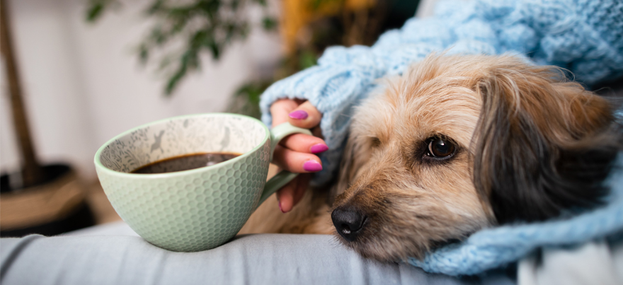 Os pets cães e gatos influenciam tutores na compra de imóveis